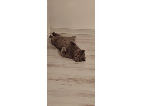 Yakışıklı scottish fold oğluma yeni ev arıyoruz