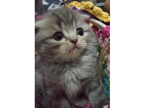 İlk görüşte aşk scottish fold
