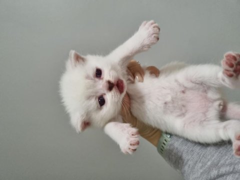 1 nisan doğumlu british shorthair