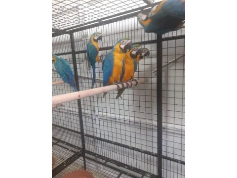 Macaw papağanı fotoğraf ta çalışmış full evcil