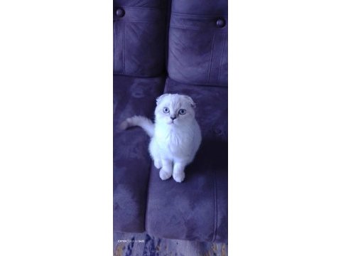 Scottish fold kedisi adım cloudi