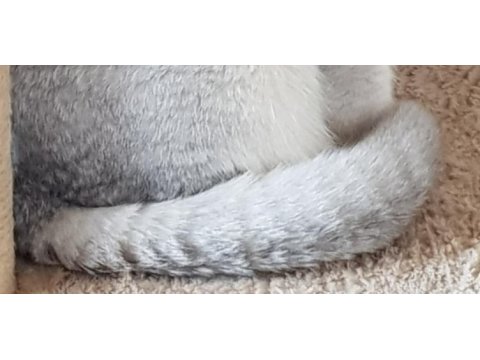 Şampiyon anne ve babadan scottish fold yavrular