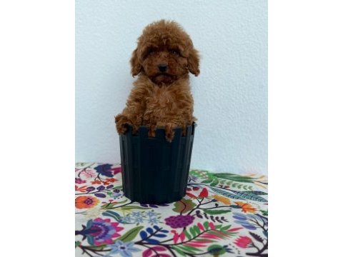 En tatlı poodle yavruları bizde