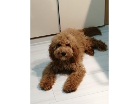 Toy poodle