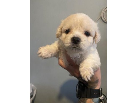 2 morkie yavrumuz kaldı