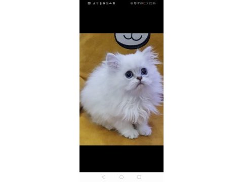 Scottish straight ve scottish fold yavrular