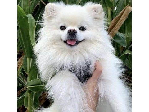 Kaliteli 0 numara pomeranian boo