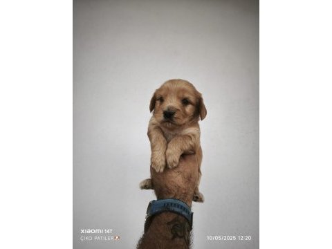 Maltipoo bebeklerimiz