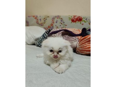 2025 doğumlu scottish fold bebekler yeni yuvalarını bekliyor