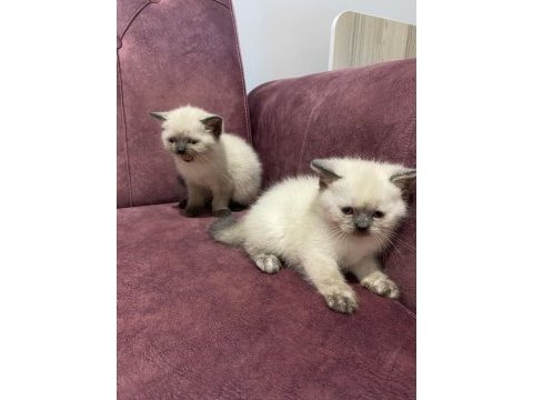 Kediler oyuncu ve tuvalet eğitimleri tamamdır