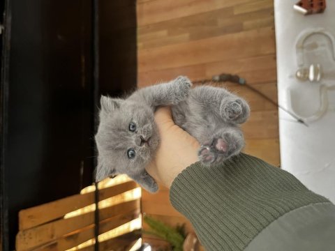 Son 1 bebiş kediye yemi aile arıyoruz