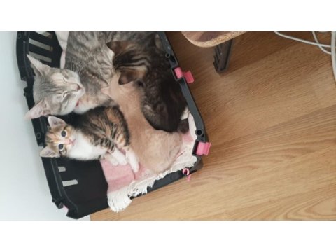 Yavru kedilerimizi sahiplendirmek üç tane