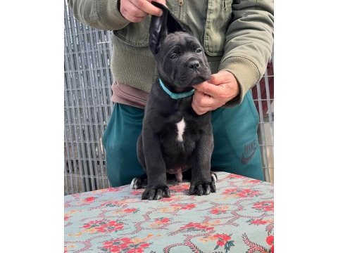 Muhteşem cane corso bebekler güvenli kapıya teslim