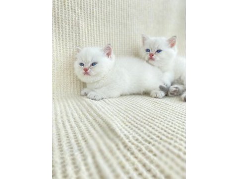 British shorthair kardeşler