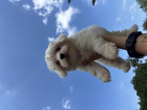 Tüm türkiyeye maltese yavru