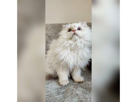 Üst kalite son erkek british longhair yavrum