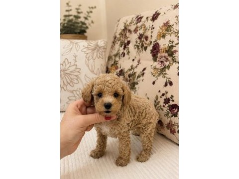 Micro boy maltipoo kıvır kıvır üst düzey