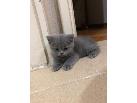 Yavru british longhair