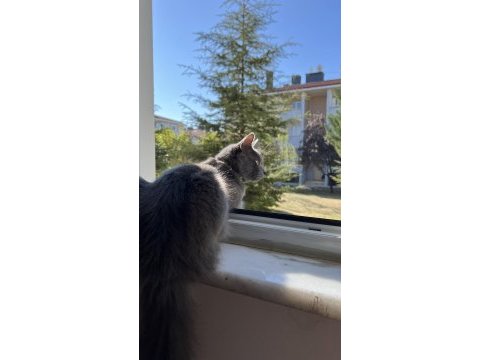 7 aylık british oğlumuza yuva arıyoruz