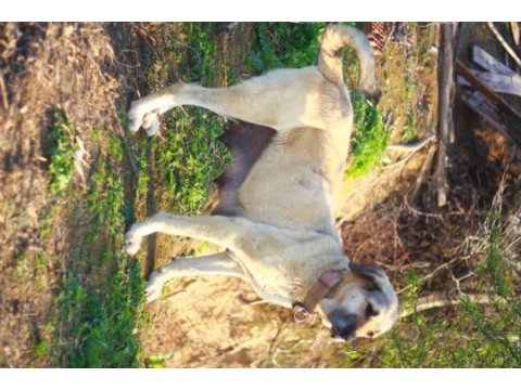 Dev adayları anadolu çoban köpeği yavruları