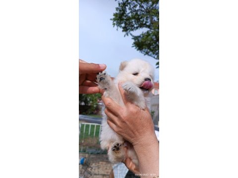 Safkan siyah-beyaz pati samoyed