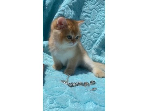 Ny12 erkek british shorthair