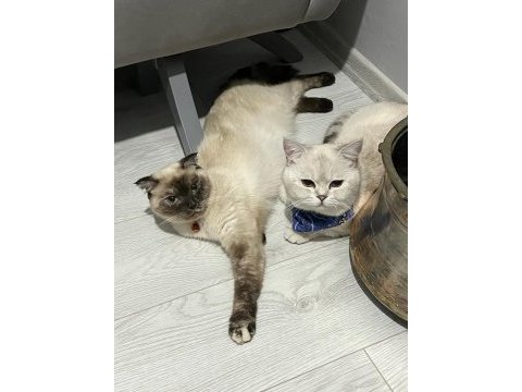 Dişi scottish 2 aylık mavi göz kırık kulak