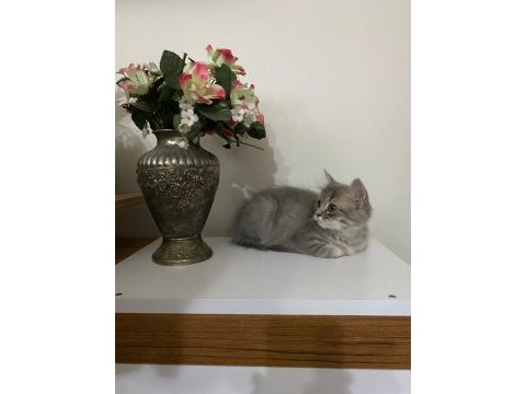 Cins kedi sahiplendirme acil