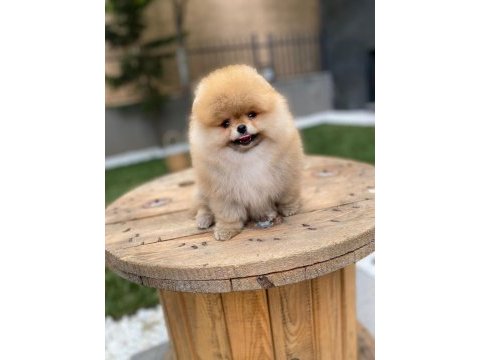 Sevimli pomeranian yavrular