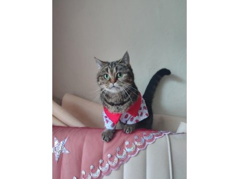 Scottish straight tabby