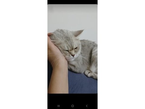 Uygun british shorthair 13 aylık