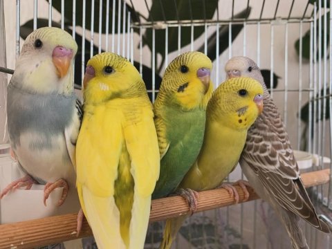 Öğretmenden evde beslenen yavru muhabbet kuşları