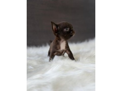 Mini apple head chihuahua yavrularimiz