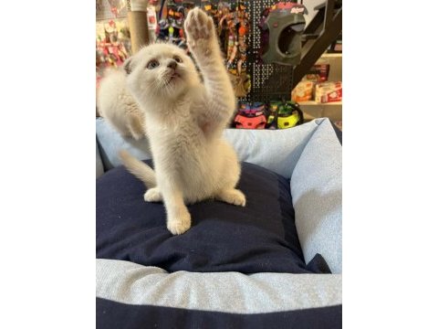 Muhteşem güzellikte top kafa scottish fold yavrular