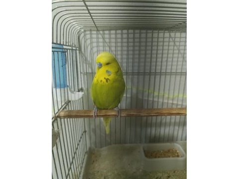 Show jumbo muhabbet kuşu