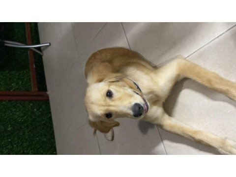 Golden retriever dişi aşıları tam