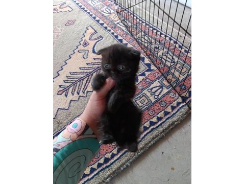 Bebiş kedilere yuva arıyoruz