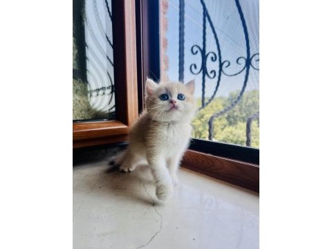 Saf kan golden british shorthair yavrular (wcf kayıtlı)