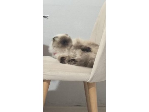 Sevimli uysal scottish fold kedim