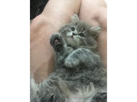 Pamuk british longhair kızım