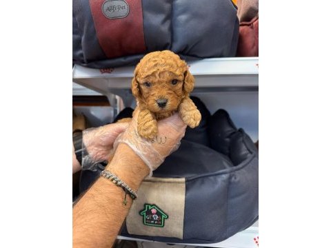 Sağlık ve ırk garantili poodle yavrularımız
