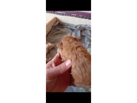 Rezerve açık maltipo ve poodle yavrular