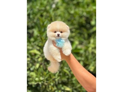 Birbirinden güzel pomeranian bebeklerimiz