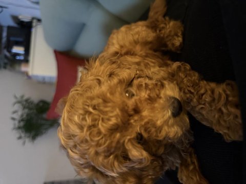 2 aylık toy poodle