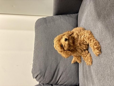 Acil yuva arıyoruz köpeğimize