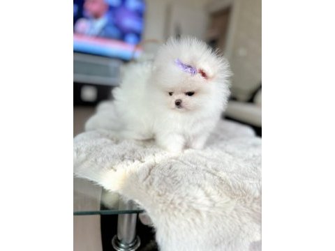 Mini boy pomeranian prenses