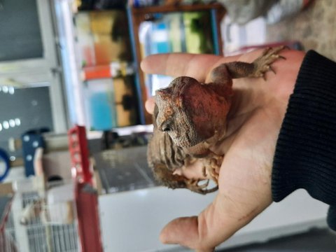 Farklılık arayana uromastyx