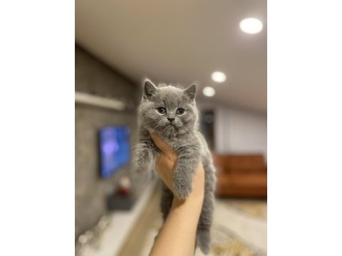 Brıtısh shorthair gri yavrularım 