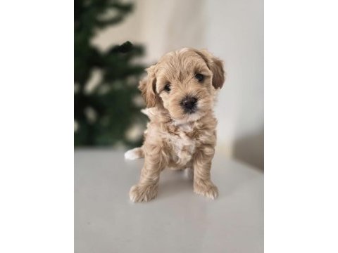 Orjinal teacup maltipoo yavrular