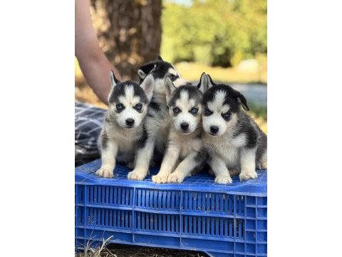 Husky yavrular mavi göz